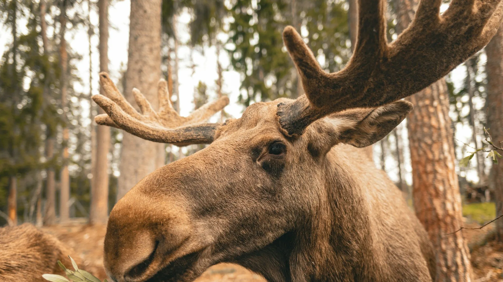 Elanden spotten in Småland