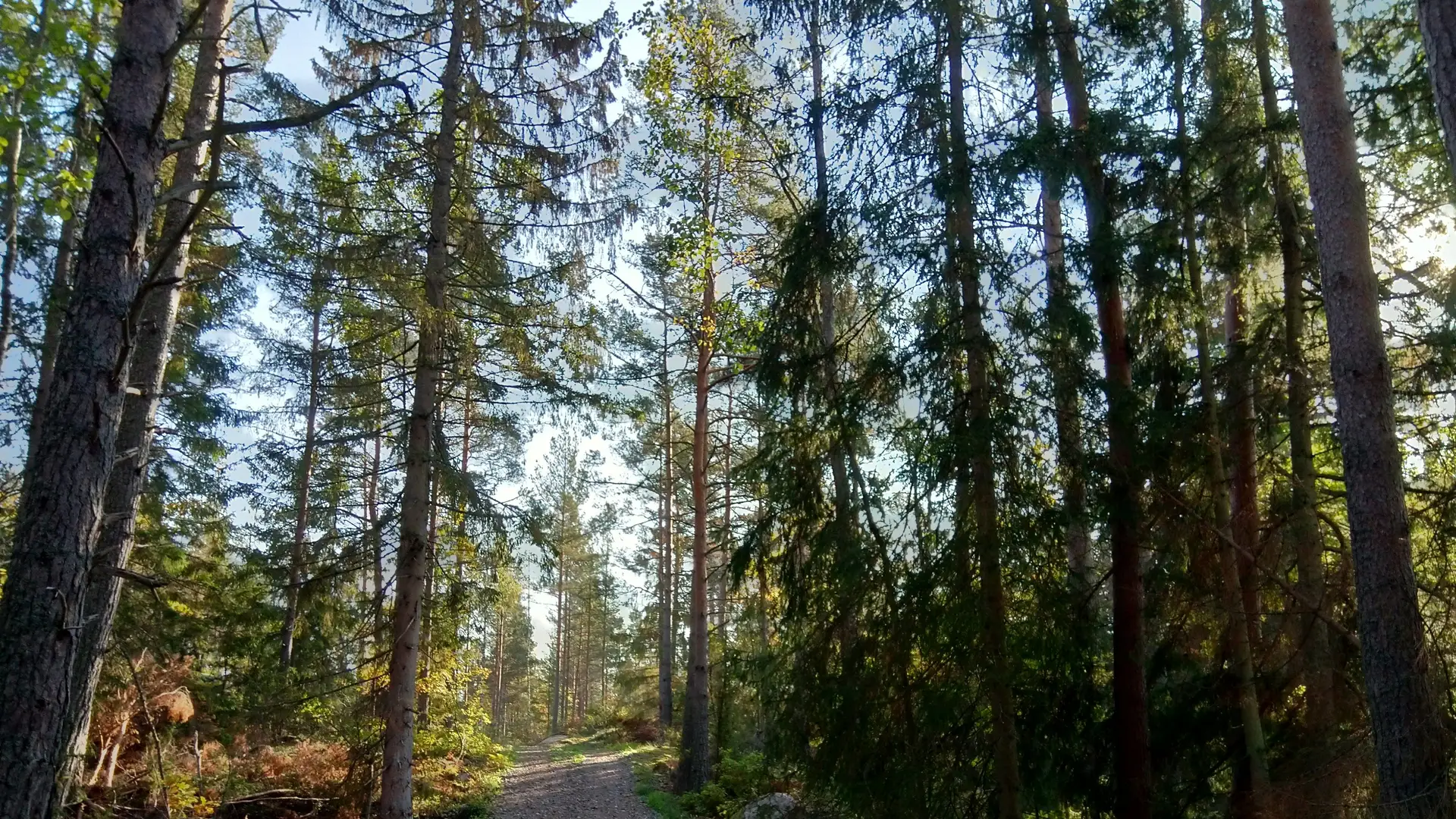 Fietsen op oude spoorlijnen (Småland)