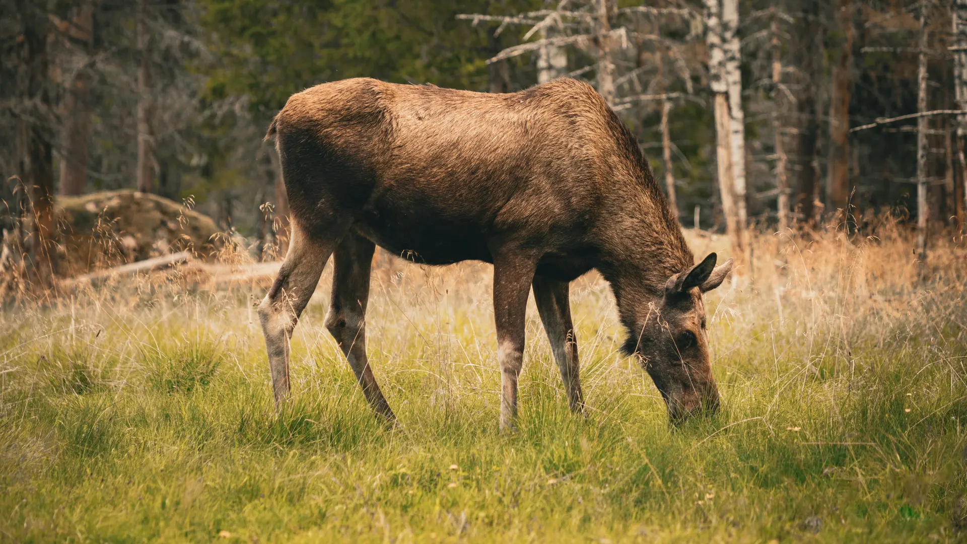 Kosta Safaripark