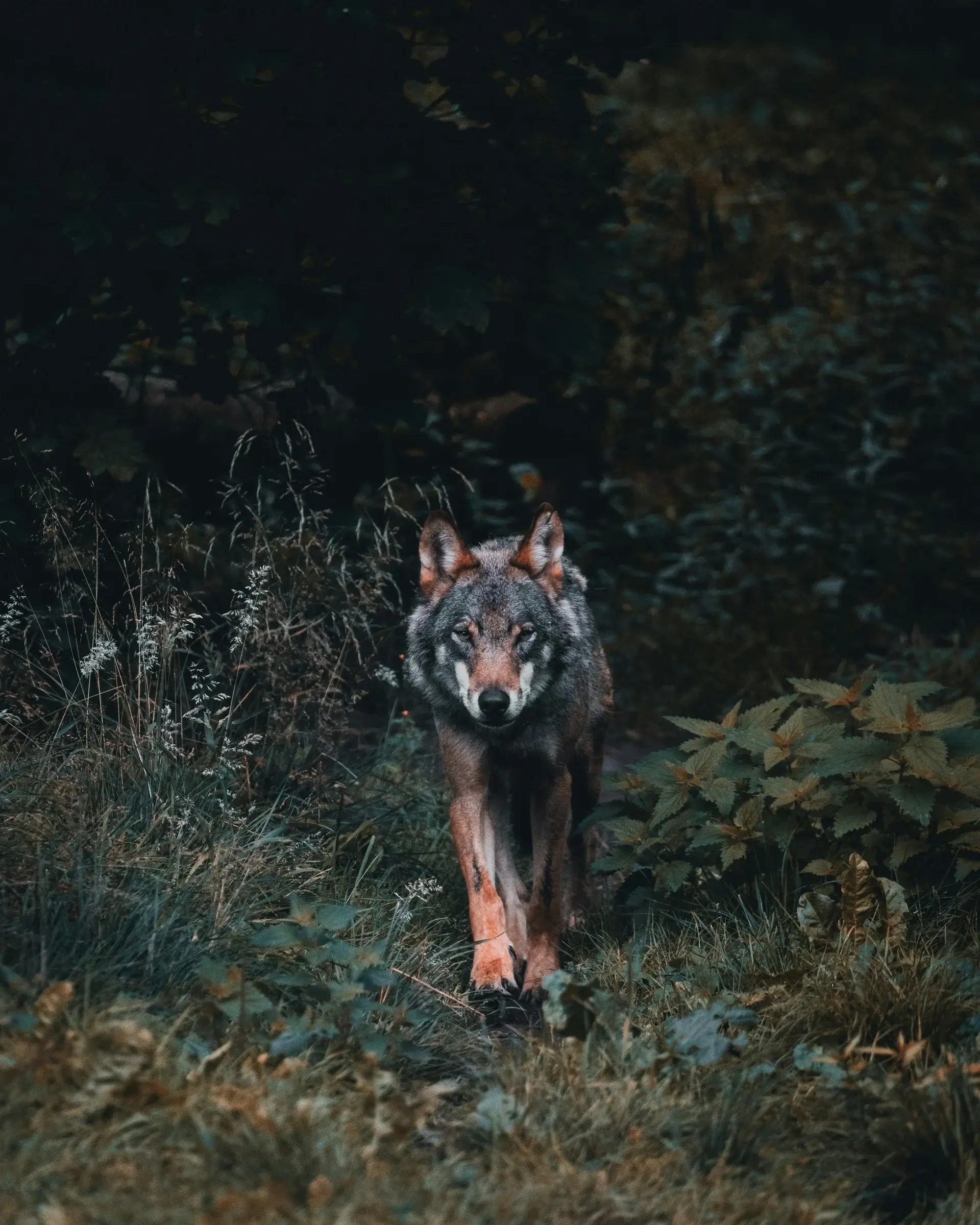 Wolven- en wildlife tracking in Värmland